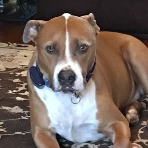 My sweet fur baby. Godric